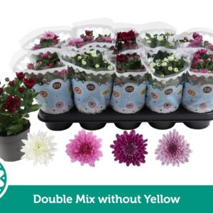 Chrysanthemum Indicum Chrysanthemum Double mix without yellow
(10 Plants/Order)(12cmP 25cmH)