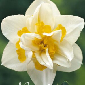 Droge Bulbs Narcissus Double White Lion x5 14/16
(10 Plants/Order)(5cmP 20cmH)