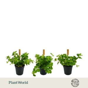 Peperomia rotundifolia 5,5cm
(20 Plants/Order)(5.5cmP 10cmH)