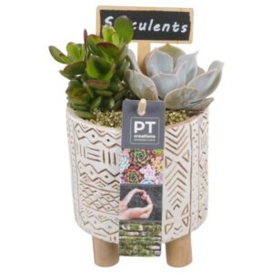 Succulenten PTSU8482 Arrangement in beton Pot op houten voet
(6 Plants/Order)(11cmP 19cmH)