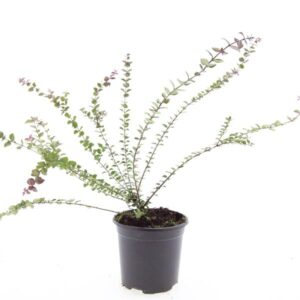 Lonicera Red Tips nit.
(8 Plants/Order)(14cmP 10cmH)