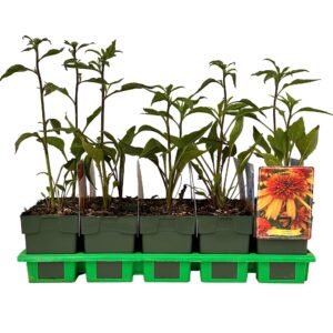 Echinacea other Irresistible' P11
(10 Plants/Order)(11cmP 25cmH)