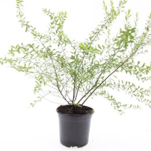 Spiraea arguta
(8 Plants/Order)(14cmP 10cmH)