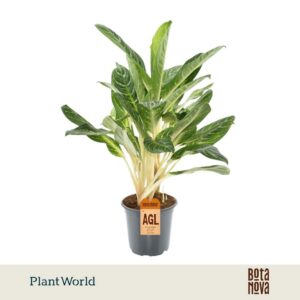 Aglaonema other Keylime
(3 Plants/Order)(21cmP 80cmH)