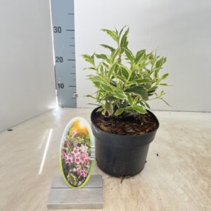 Weigela florida Variegata
(1 Plants/Order)(17cmP 50cmH)