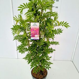 Sorbus aucuparia Autumn Spire' 60-80C7
(1 Plants/Order)(25cmP 100cmH)