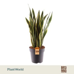 Sansevieria Laurentii 90-100 cm
(1 Plants/Order)(27cmP 90cmH)