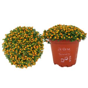 Nertera Astrid granadensis p8
(12 Plants/Order)(8cmP 10cmH)