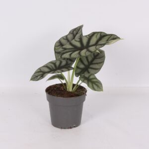 Alocasia Silver Dragon 14cm
(8 Plants/Order)(14cmP 30cmH)