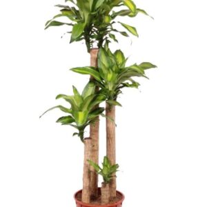 Dracaena Massangeana Dracaena Massangeana 120-90-60-30
(1 Plants/Order)(34cmP 180cmH)
