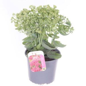 Sedum Herbstfreude
(6 Plants/Order)(17cmP 35cmH)