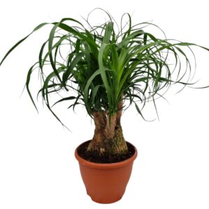 Nolina recurvata Beaucarnea 19 cm busch
(1 Plants/Order)(19cmP 45cmH)