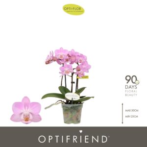Phalaenopsis Multiflora Optifriend Lieke 3 spike
(8 Plants/Order)(7cmP 25cmH)