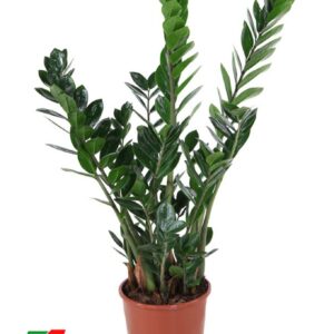 Zamioculcas zamiifolia
(1 Plants/Order)(21cmP 90cmH)