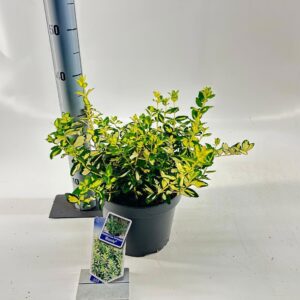 Euonymus Blondy fort.
(1 Plants/Order)(23cmP 40cmH)
