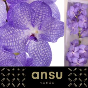 Vanda Kanchana Angelite Vanda Angelite
(16 Plants/Order)(cmP 30cmH)