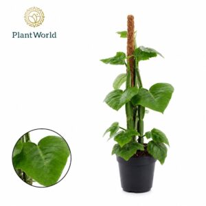Cissus Quadran Mosstok
(10 Plants/Order)(12cmP 40cmH)
