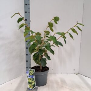 Hamamelis x intermedia Pallida
(1 Plants/Order)(23cmP 70cmH)