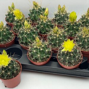 Cactus 108 bloei 8,5 cm
(12 Plants/Order)(8.5cmP 12cmH)