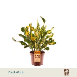 Codiaeum Codiaeum variegatum kleinb Croton Yellow Mammi 3pp kopstek
(10 Plants/Order)(12cmP 30cmH)