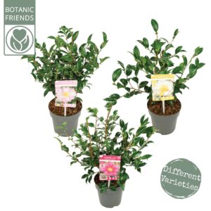 Camellia sasanqua mix Premium
(6 Plants/Order)(15cmP 40cmH)