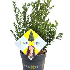 Ilex crenata Dark Green P17, Struik 20-30cm
(1 Plants/Order)(17cmP 35cmH)