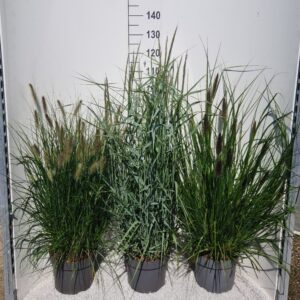 Siergrassen mix
(1 Plants/Order)(26cmP 90cmH)