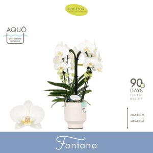 Phalaenopsis white more Ripsen Fontano Bellagio 4 spike in Emilia White Aquo
(3 Plants/Order)(12cmP 50cmH)