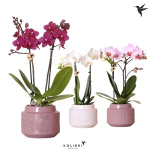 Phalaenopsis mixed 2spike in Maze Pot white purple
(5 Plants/Order)(9cmP 40cmH)