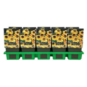 Helenium The Bishop' P11
(10 Plants/Order)(11cmP 25cmH)
