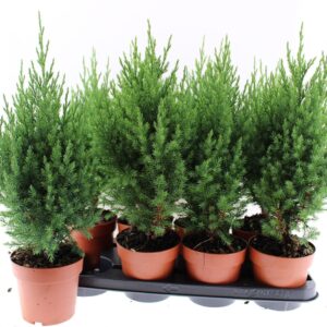 Juniperus chinensis Stricta
(8 Plants/Order)(13cmP 45cmH)