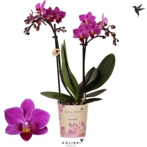 Phalaenopsis Multifloratypes other Basel 2 spike
(12 Plants/Order)(9cmP 40cmH)