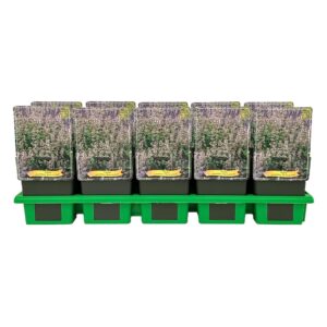 Nepeta grandiflora 'Dawn to Dusk' P11
(10 Plants/Order)(11cmP 25cmH)