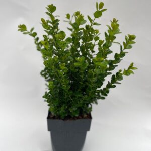 Buxus Newgen Freedom P17
(6 Plants/Order)(17cmP 40cmH)