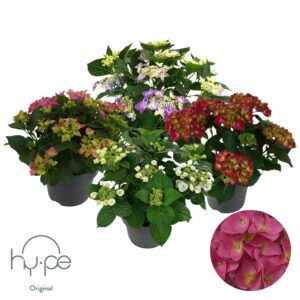Hydrangea macrophylla Mophead+Lacecap mix 7+ Hy-pe Original
(1 Plants/Order)(23cmP 45cmH)