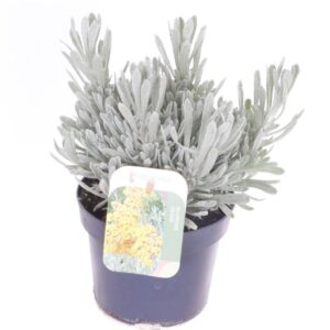 Helichrysum Silvio Bushy Helichrysum Silvio Bushy
(8 Plants/Order)(13cmP 25cmH)