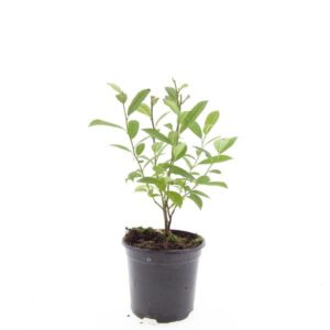 Itea virginica
(8 Plants/Order)(14cmP 10cmH)