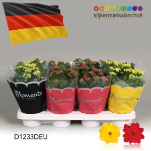 Kalanchoe Moments Germany flag
(8 Plants/Order)(12cmP 24cmH)