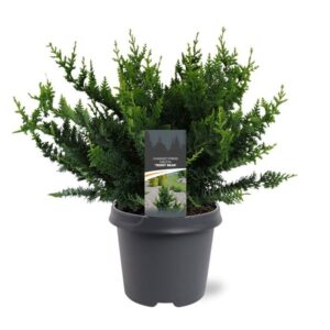 Chamaecyparis obtusa 'Teddy Bear'
(1 Plants/Order)(23cmP 45cmH)