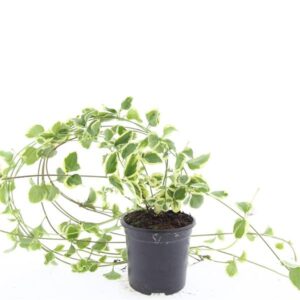 Vinca major Variegata
(8 Plants/Order)(14cmP 25cmH)