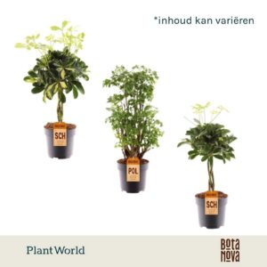 Indoor plants gem. green 3 Types Polyscias busch and Schefflera gevlochten stam mix
(6 Plants/Order)(17cmP 60cmH)