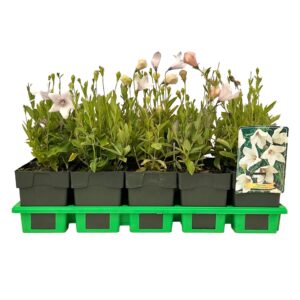 Platycodon grandiflorus Pink P11
(10 Plants/Order)(11cmP 25cmH)