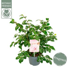 Camellia other pink ja.'Winter Perfume Pink'® Premium
(6 Plants/Order)(15cmP 50cmH)