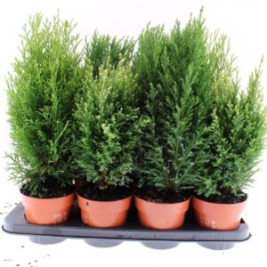 conifers Green mix
(8 Plants/Order)(13cmP 45cmH)