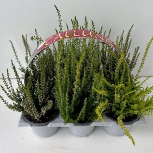 Calluna Beauty-Ladies Ladies 6-pack
(1 Plants/Order)(9cmP 10cmH)