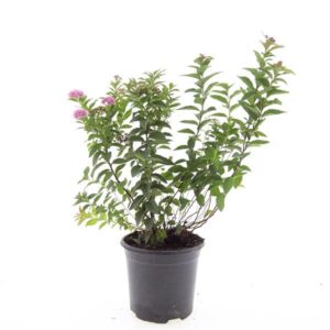 Spiraea jap. 'Manon'
(8 Plants/Order)(14cmP 10cmH)
