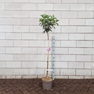 Hydrangea paniculata Vanille-Frais ('Renhy'PBR) --stam 100 cm
(1 Plants/Order)(26cmP 100cmH)