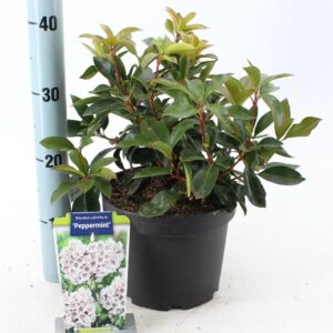 Kalmia latifolia Peppermint'
(1 Plants/Order)(21cmP 30cmH)