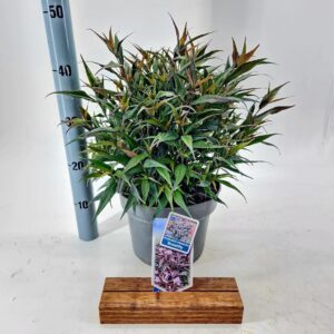 Strobilanthes atropurpureus anisophyllus Brunetthy ('Lankveld15'PBR)
(1 Plants/Order)(23cmP 45cmH)