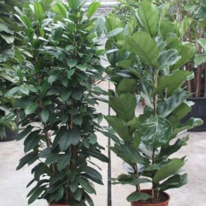 Ficus Mixkar 3 per Pot
(7 Plants/Order)(34cmP 180cmH)